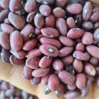 لوبیا قرمز درجه یک هیدج سود کمتر فروش بیشتر   بهترین کیفیت بهترین پخت 