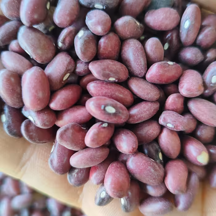 لوبیا قرمز درجه یک هیدج سود کمتر فروش بیشتر   بهترین کیفیت بهترین پخت 