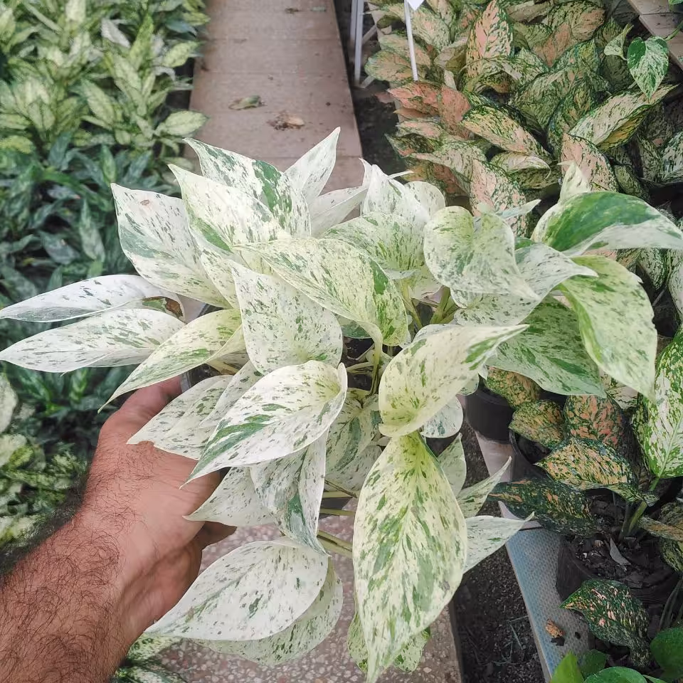 پتوس مرمری زیبا با برگ های باکیفیت سایز سطل شماره 3(هزینه ارسال به صورت پس کرایه )