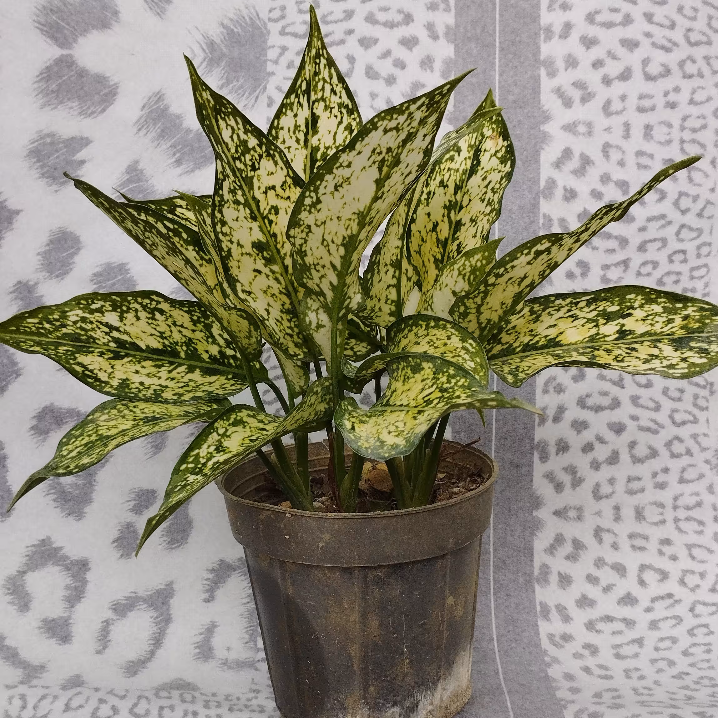 گل آگلونما برفی سطل 7