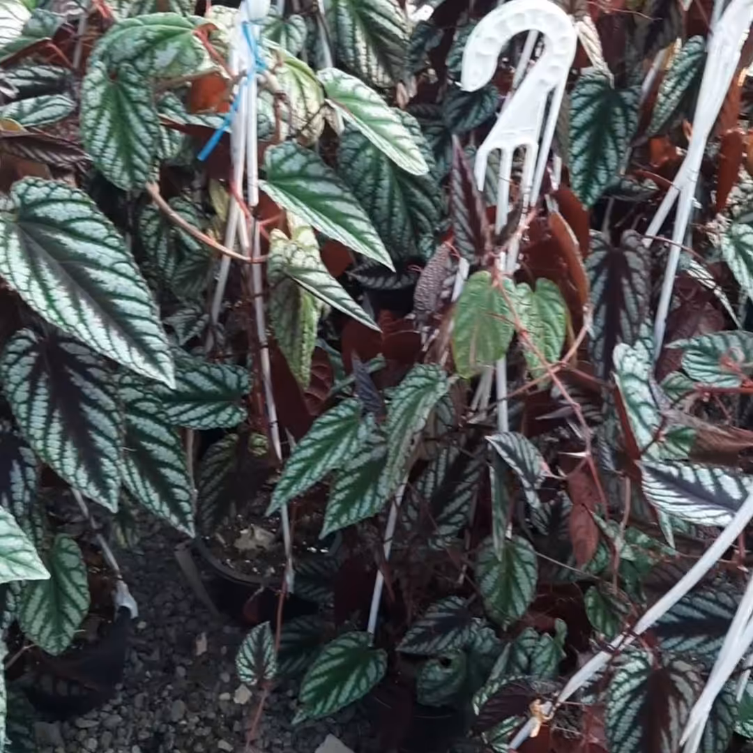 سیسوس قیم دار