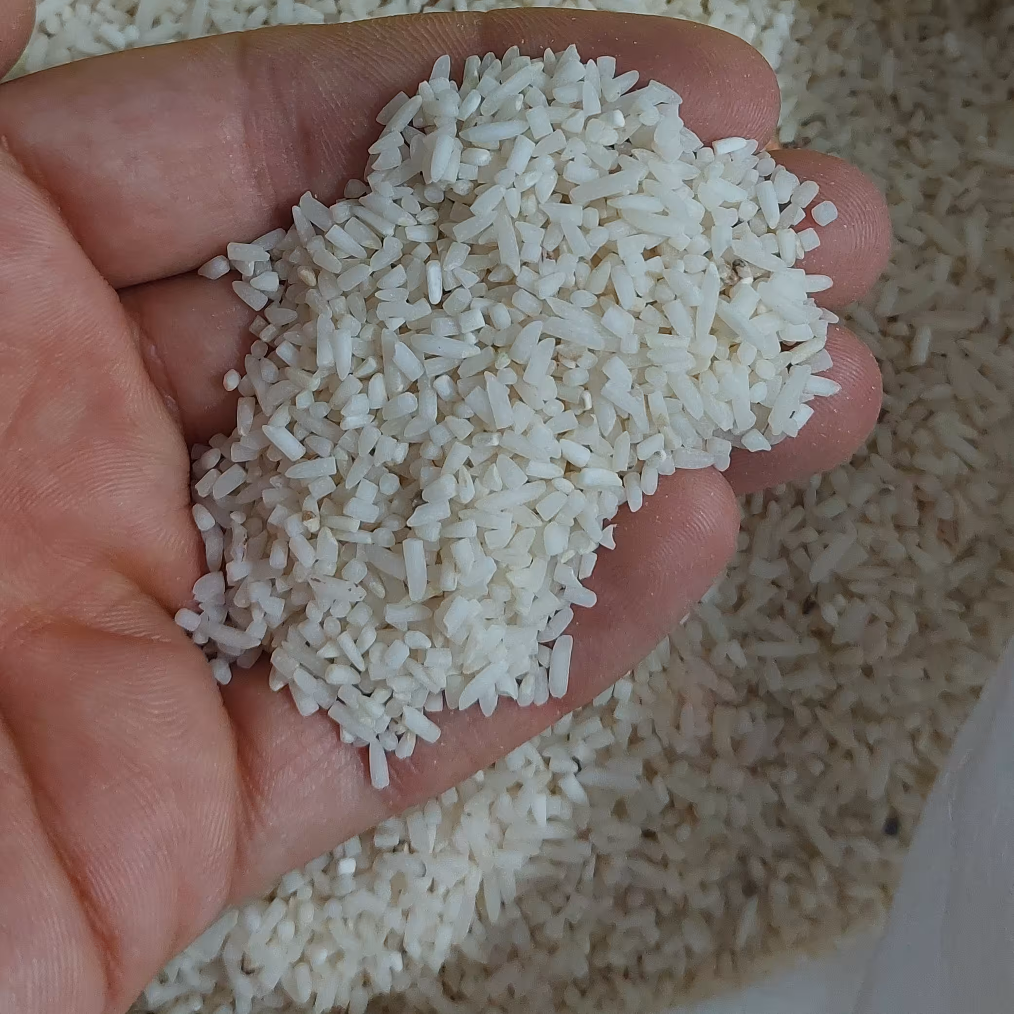 برنج لاشه طارم عطری کیسه ده کیلویی 620هزارتومان(ارسال رایگان)