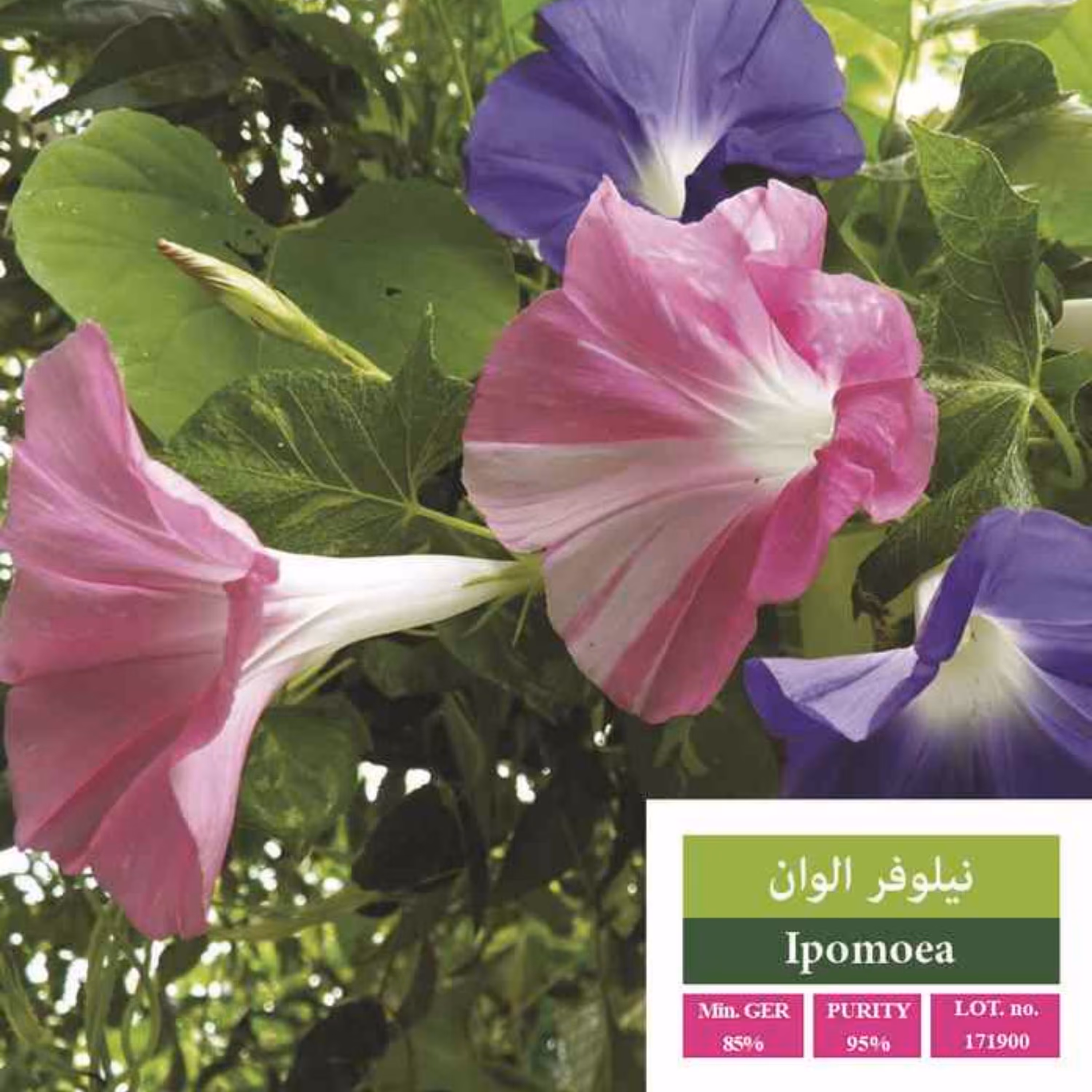 بذر گل نیلوفر الوان بذر طلایی رویان 