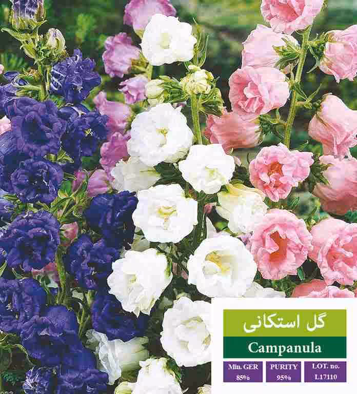 بذر استکانی - بذر طلایی رویان