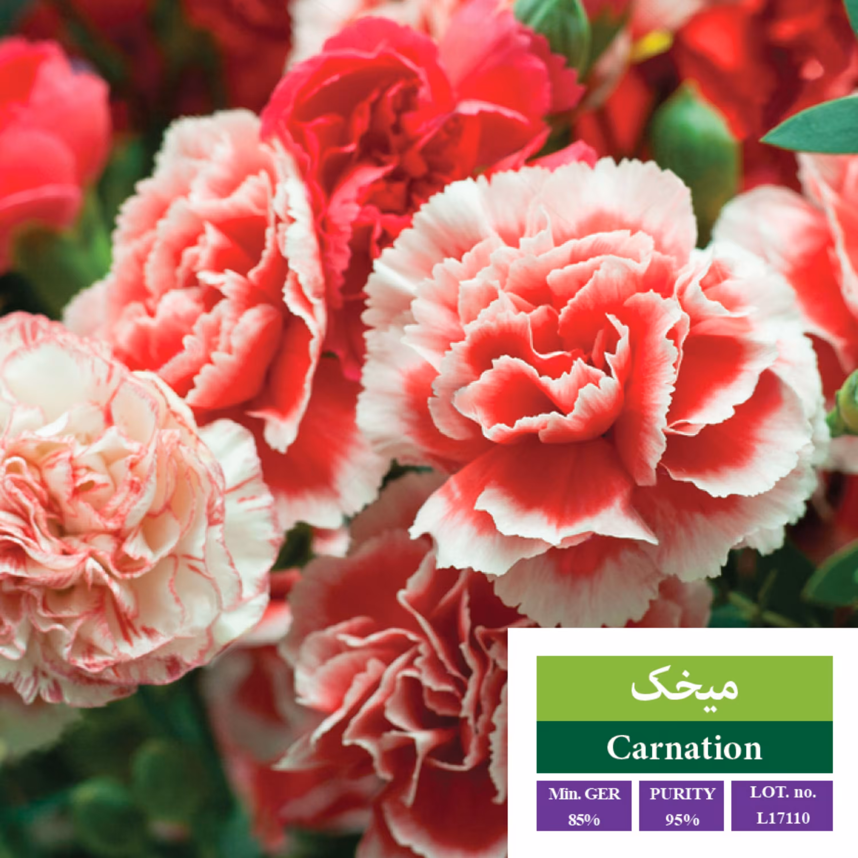 بذر گل میخک بذر طلایی رویان 
