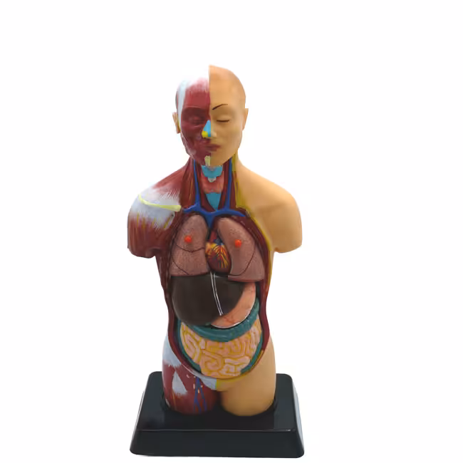 مولاژ 1/4 نیم تنه انسان
