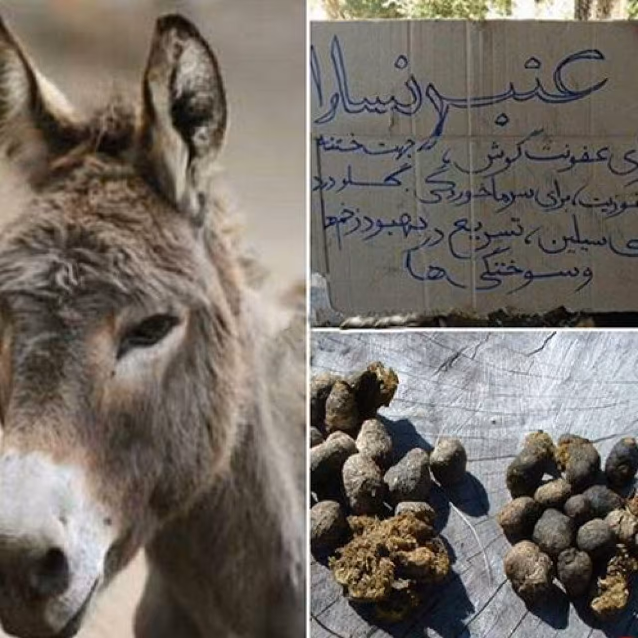 عنبرنسارا 100 گرم