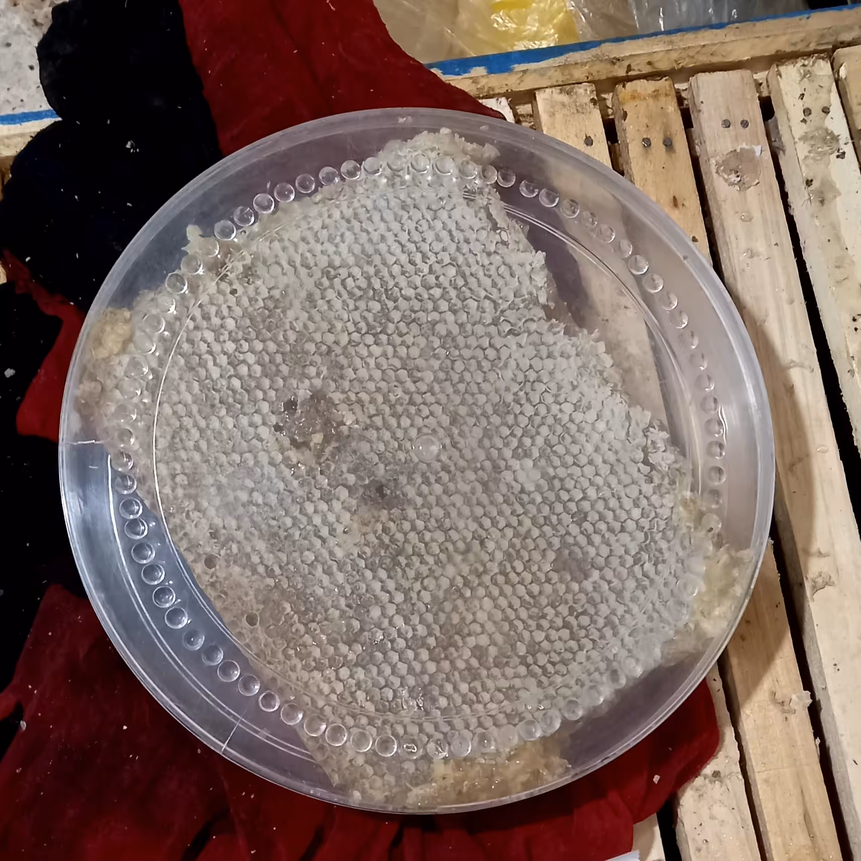 عسل طبیعی چنبره باموم