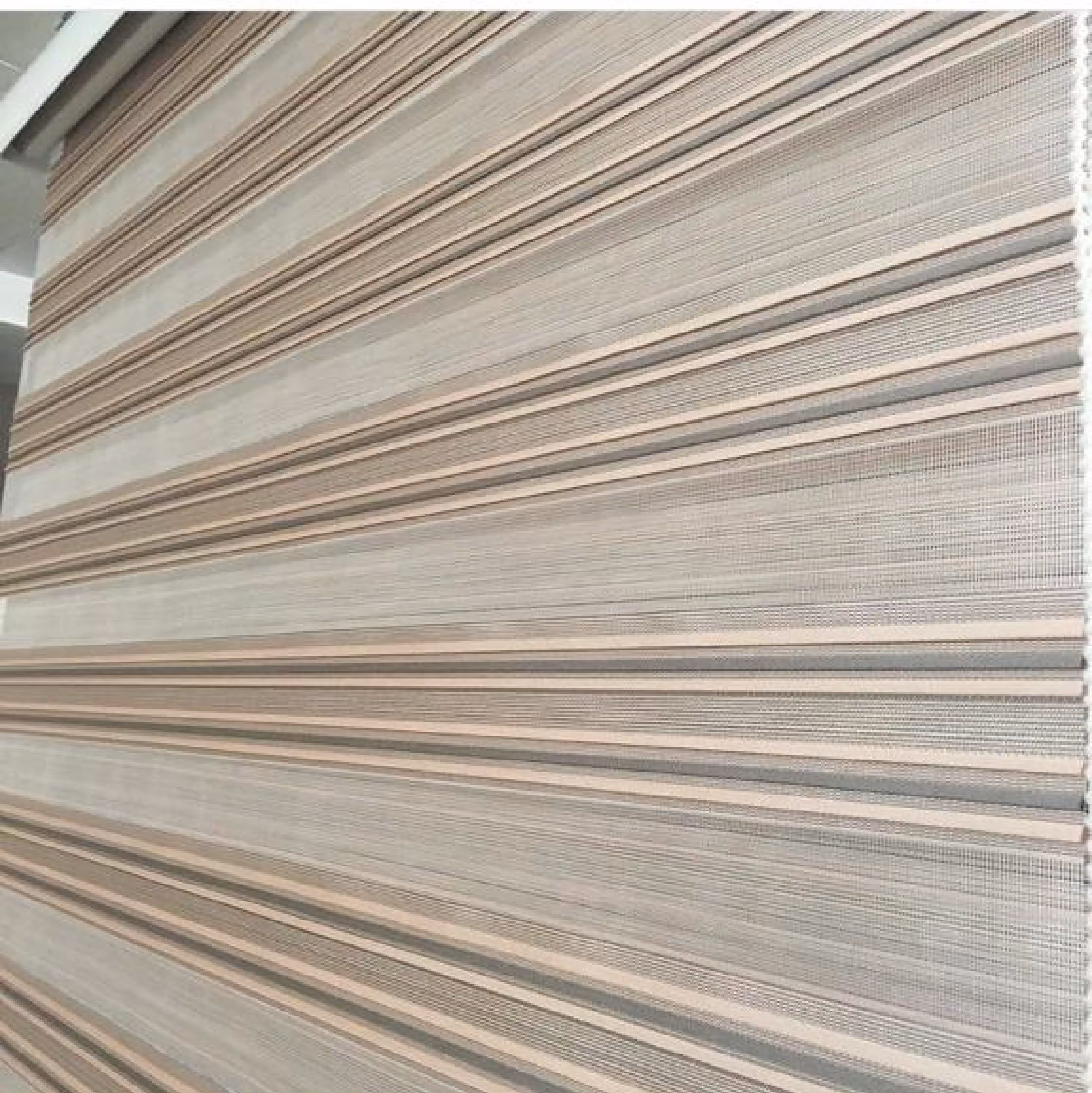 زبرا نوجوان گلبهی کرم