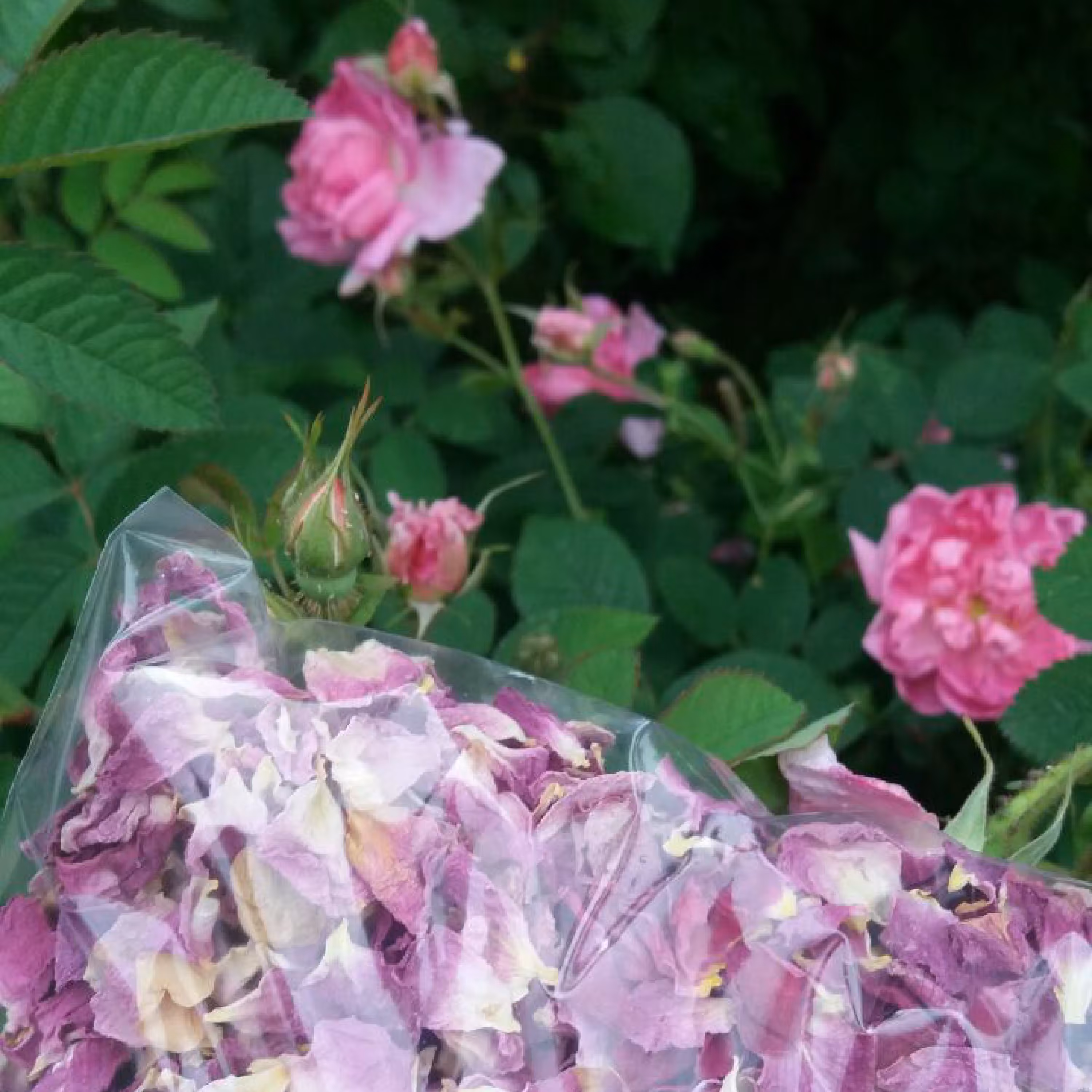 گل محمدی خشک شده