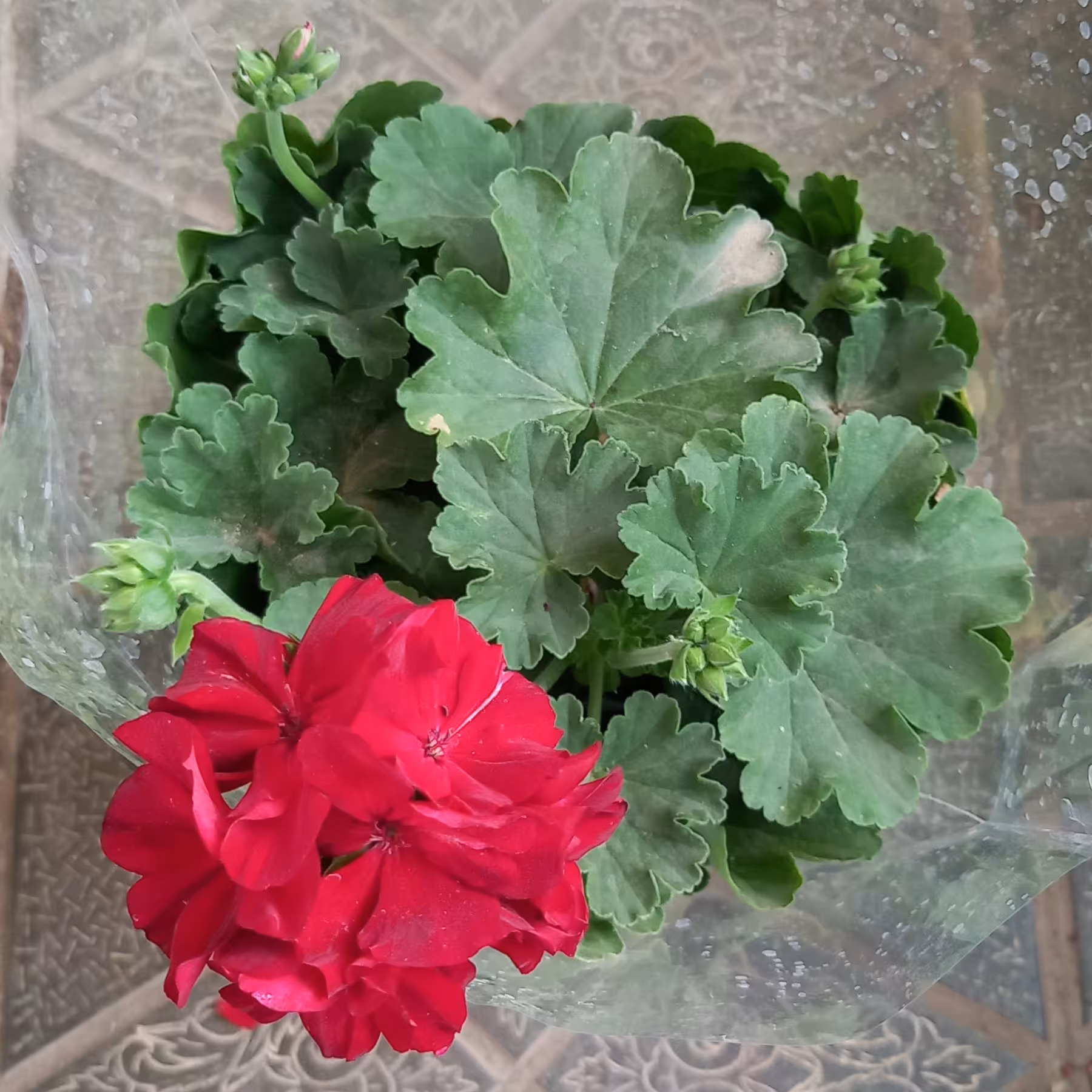 گل شمعدانی