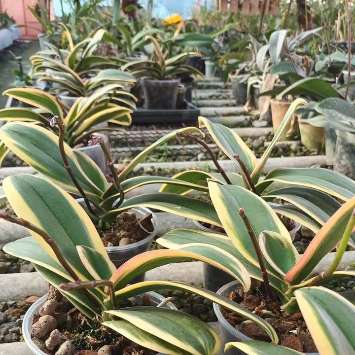 ارکیده ابلق بالغ گیاه دایمی با ماندگاری گلها تا 3 ماه (پس کرایه)