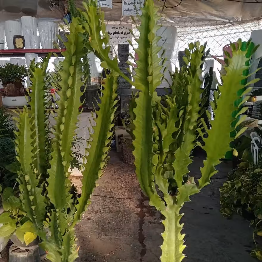 گل افوربیا یک متری زیبا مدرن