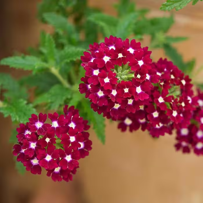 بذر گل شاهپسند قرمز (20 بذر)
