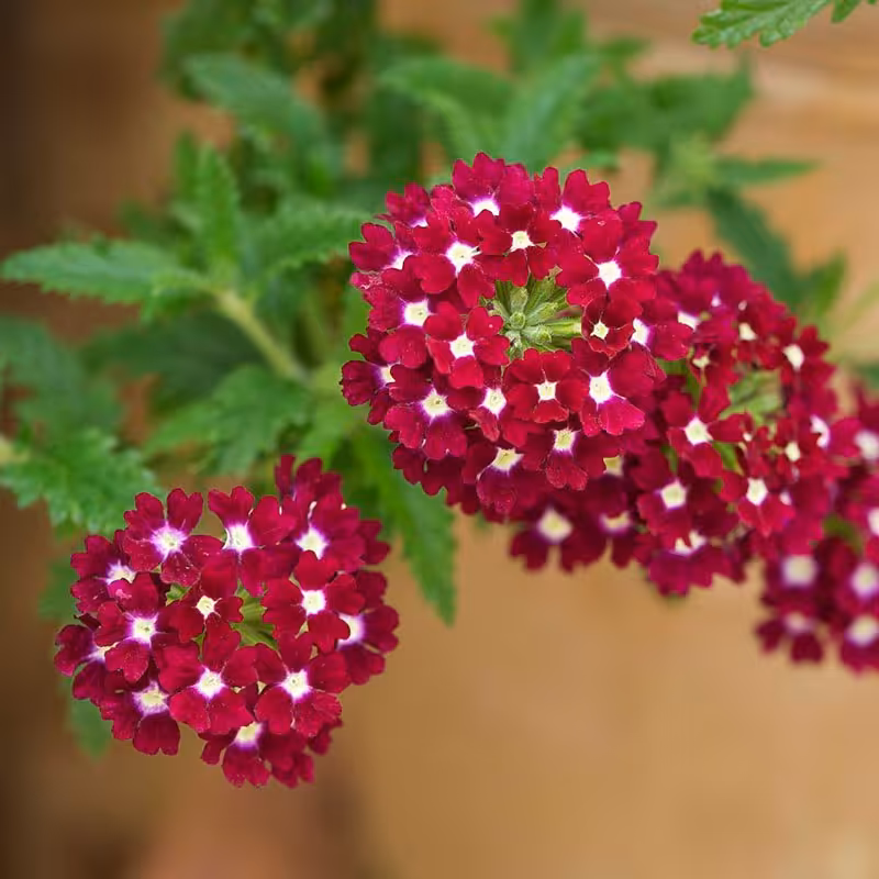 بذر گل شاهپسند قرمز (20 بذر)