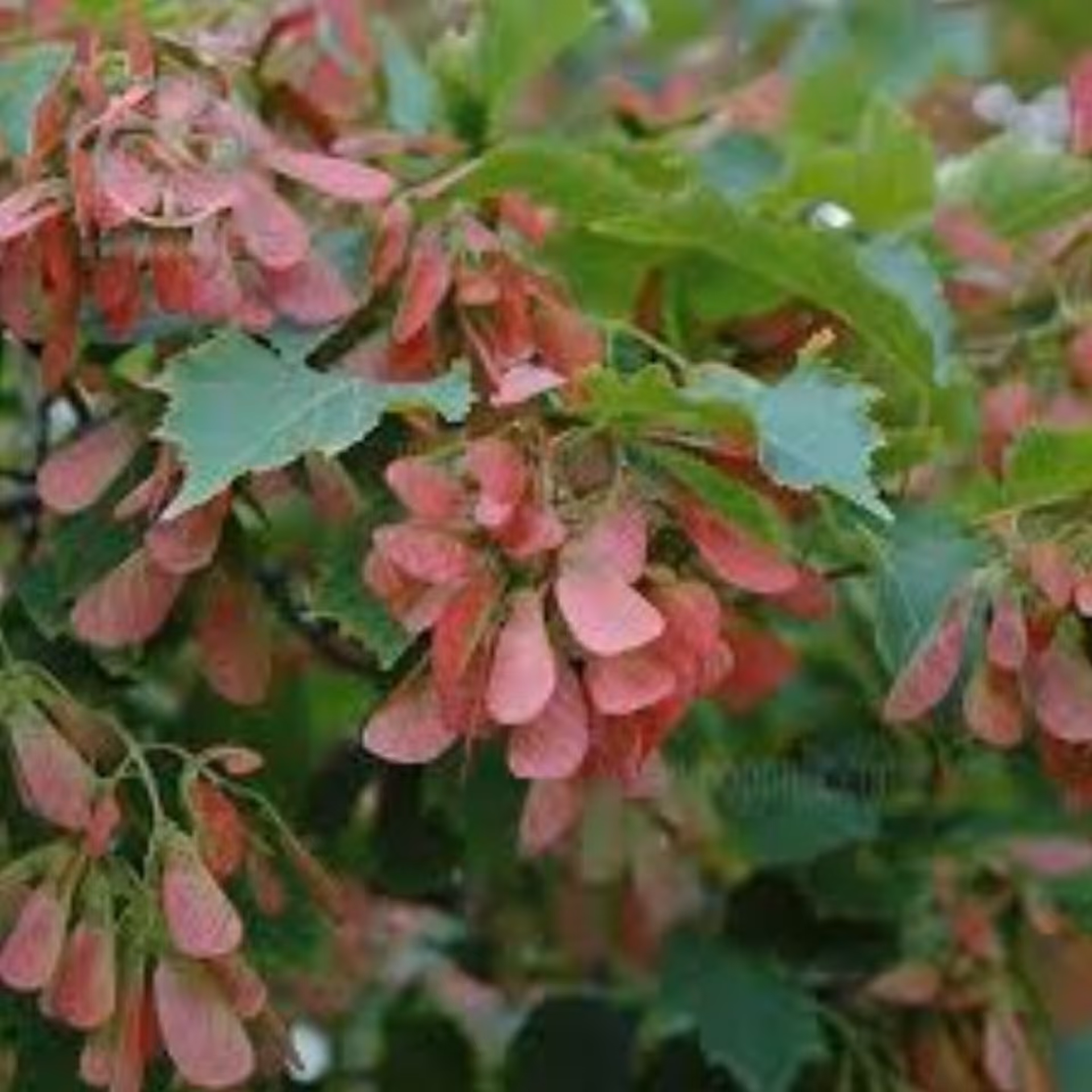 بذر  افرا جینانلا 3عددی