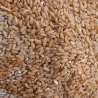 گندم حلیم 1کیلویی، بسته 5 عددی