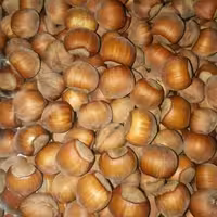 فندوق خشک ییلاق اشکور گیلان(متوسط) 