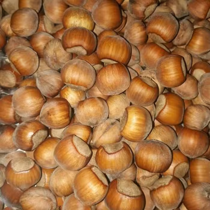 فندوق خشک ییلاق اشکور گیلان(متوسط) 