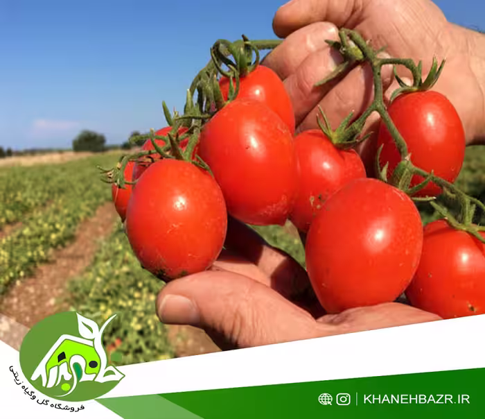 بذر گوجه فرنگی فیاسچتو - خانه بذر | فروشگاه بذر وارداتی گل و گیاه زینتی 1404