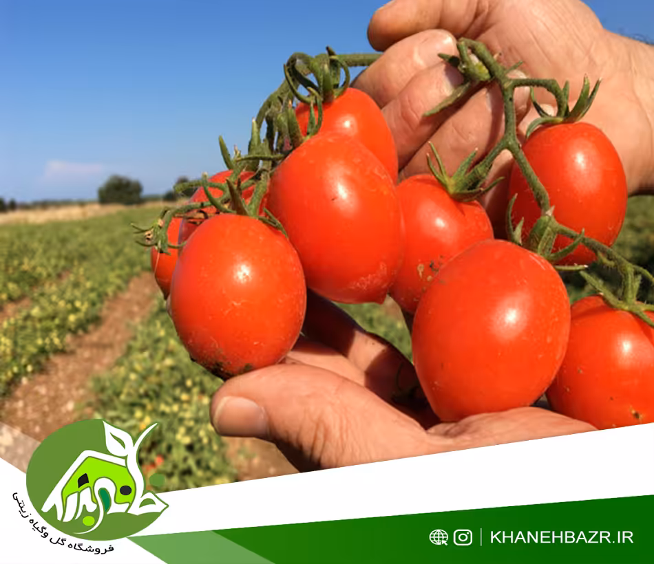 بذر گوجه فرنگی فیاسچتو - خانه بذر | فروشگاه بذر وارداتی گل و گیاه زینتی 1404