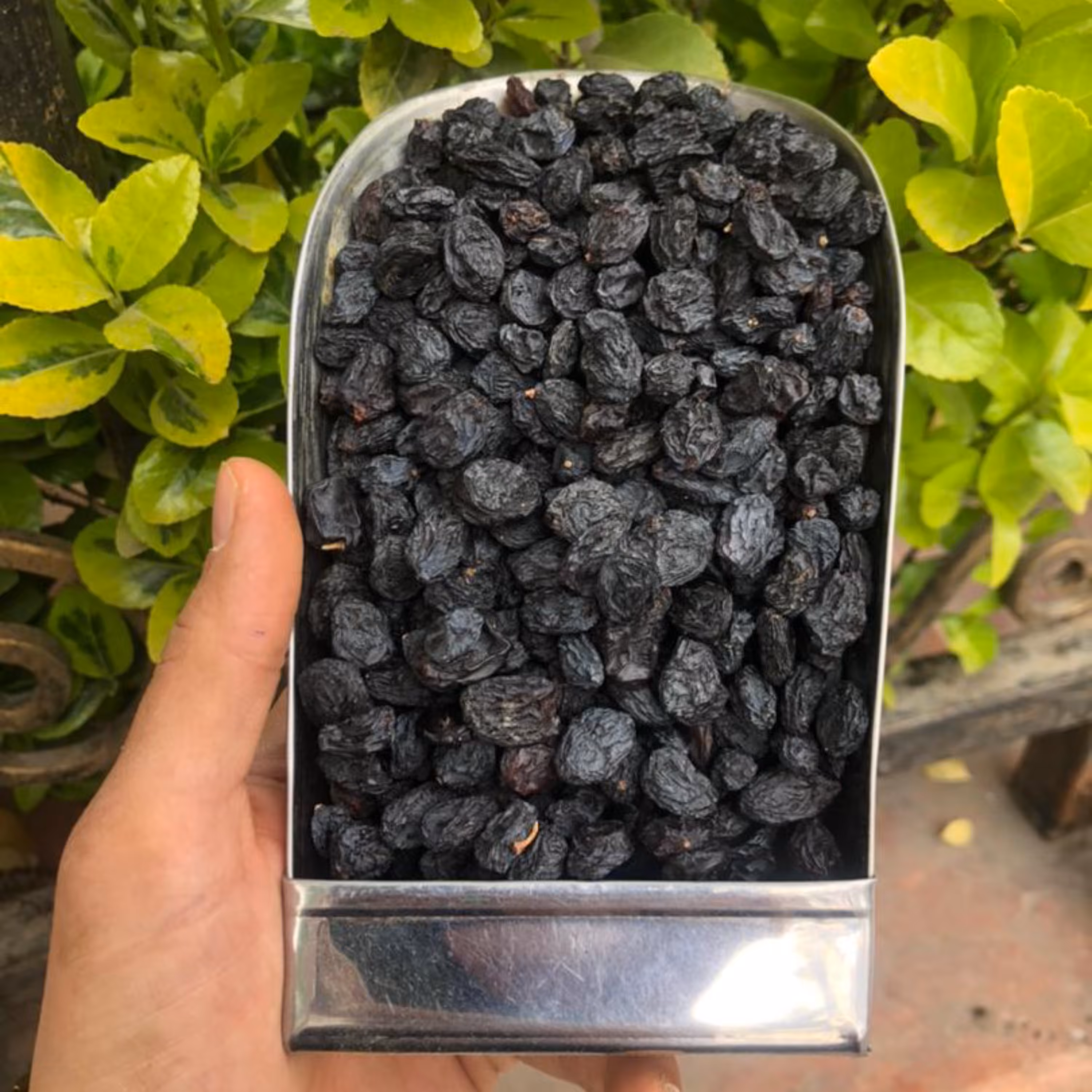 مویز بدون هسته نیم کیلویی یلدا آقای زعفران