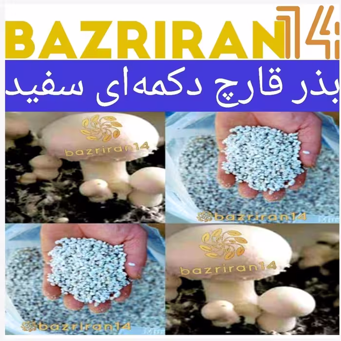 بذر قارچ دکمه ای درجه یک ( یک کیلوگرم )