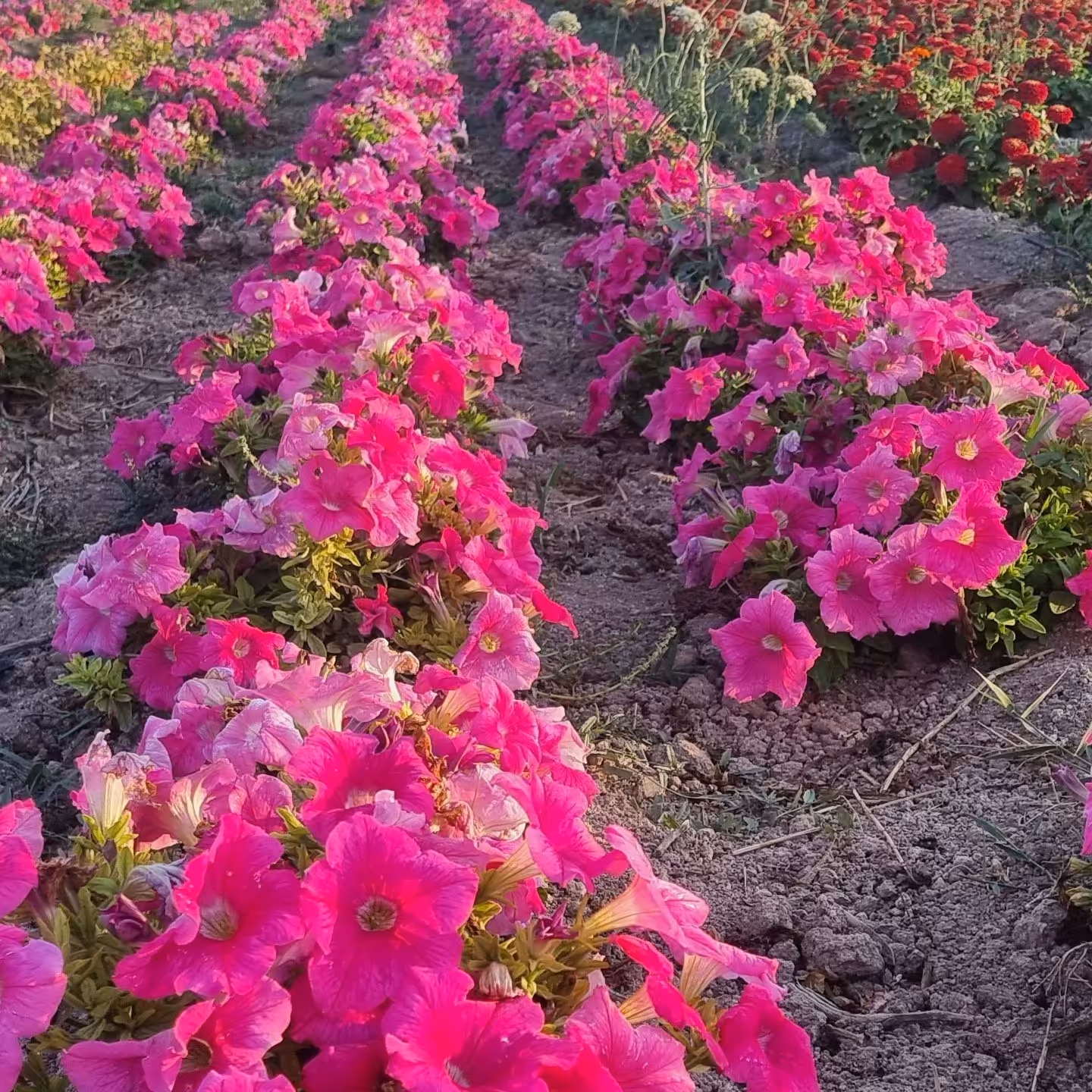 بذر اطلسی گل درشت