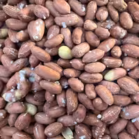 بادام زمینی آستانه اشرفیه درشت امساله  1 کیلویی برشته 