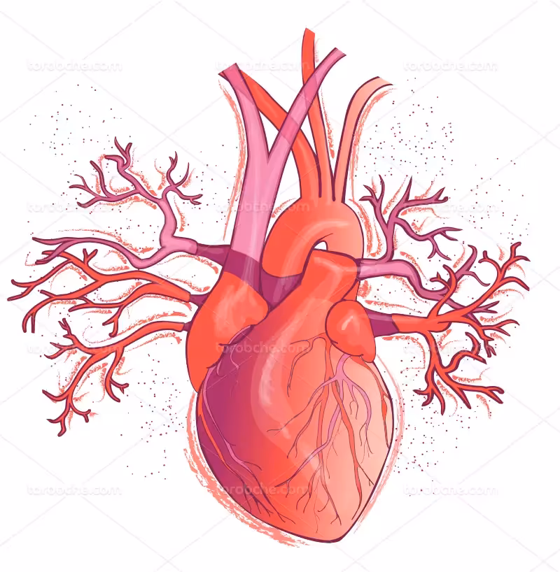 وکتور رگ های قلب انسان | گرافیک با طعم تربچه
