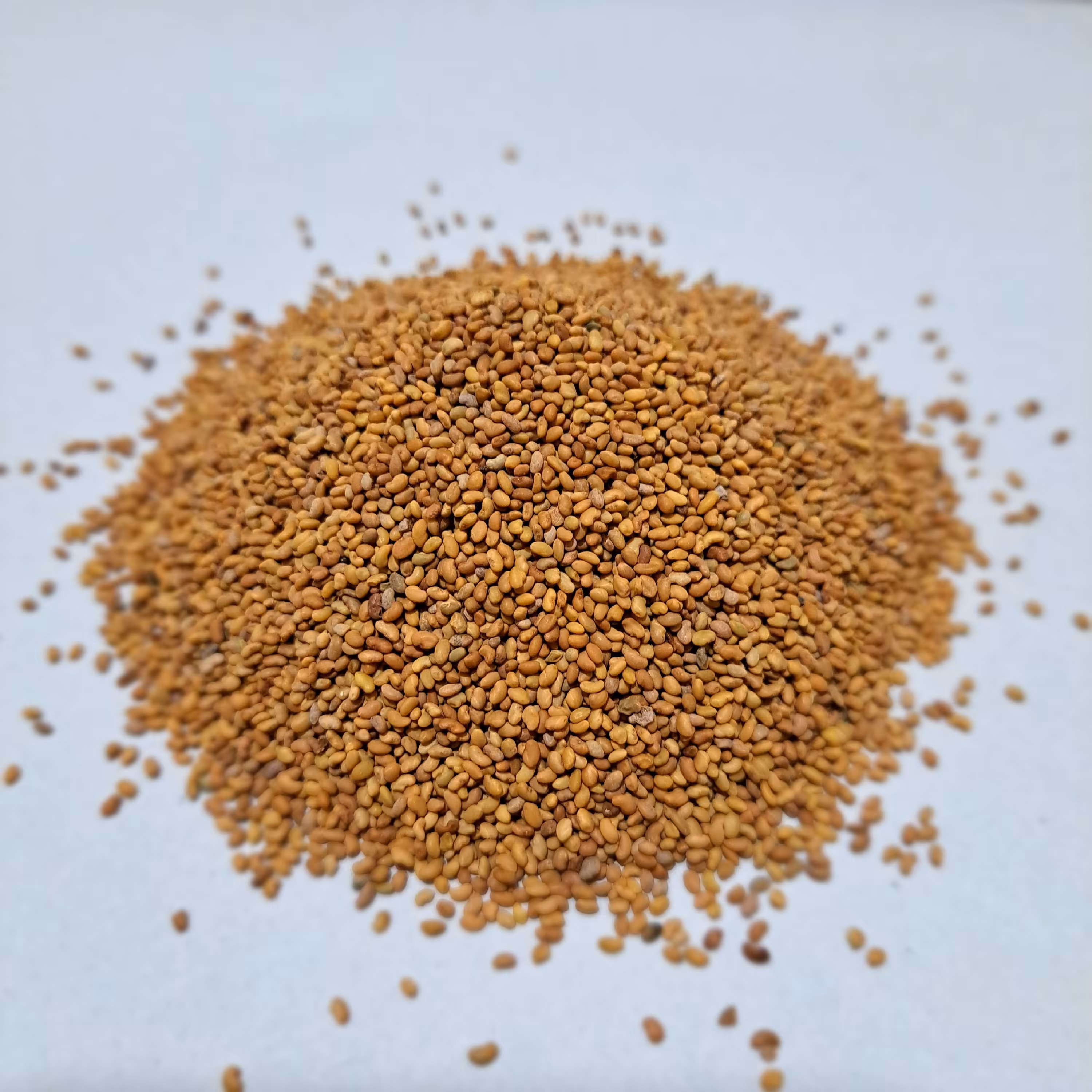 تخم یونجه