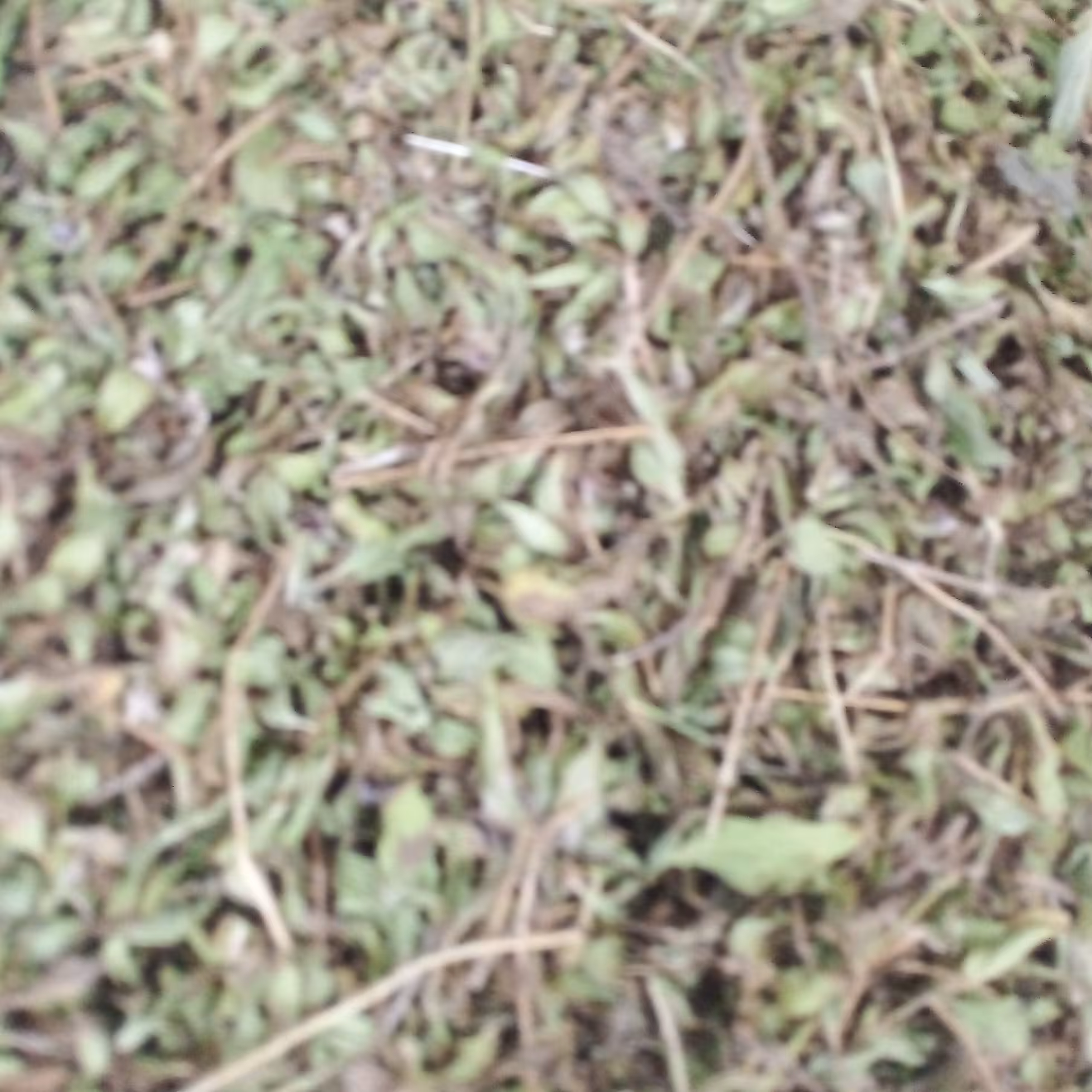 آویشن  کوهی 