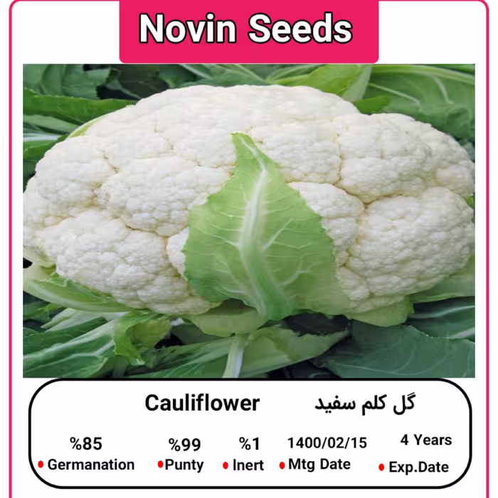 بذر گل کلم سفید