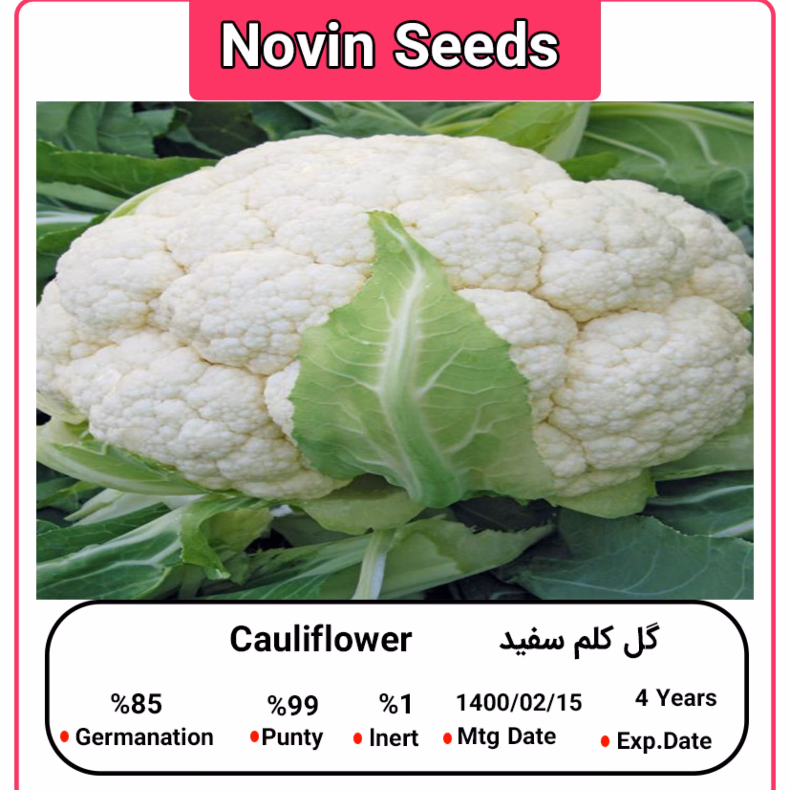 بذر گل کلم سفید