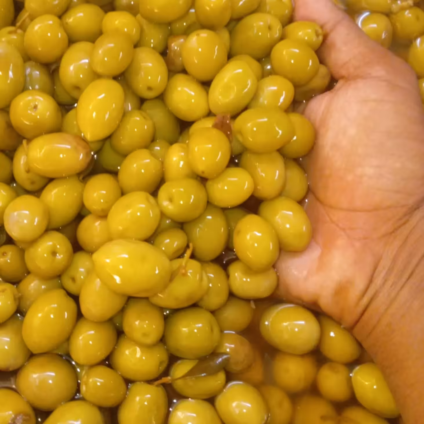 زیتون کنسروی امساله در بسته بندی های دلخواه مشتری 1 کیلو تا تناژ بالا ( تخفیف ویژه برای همکار)