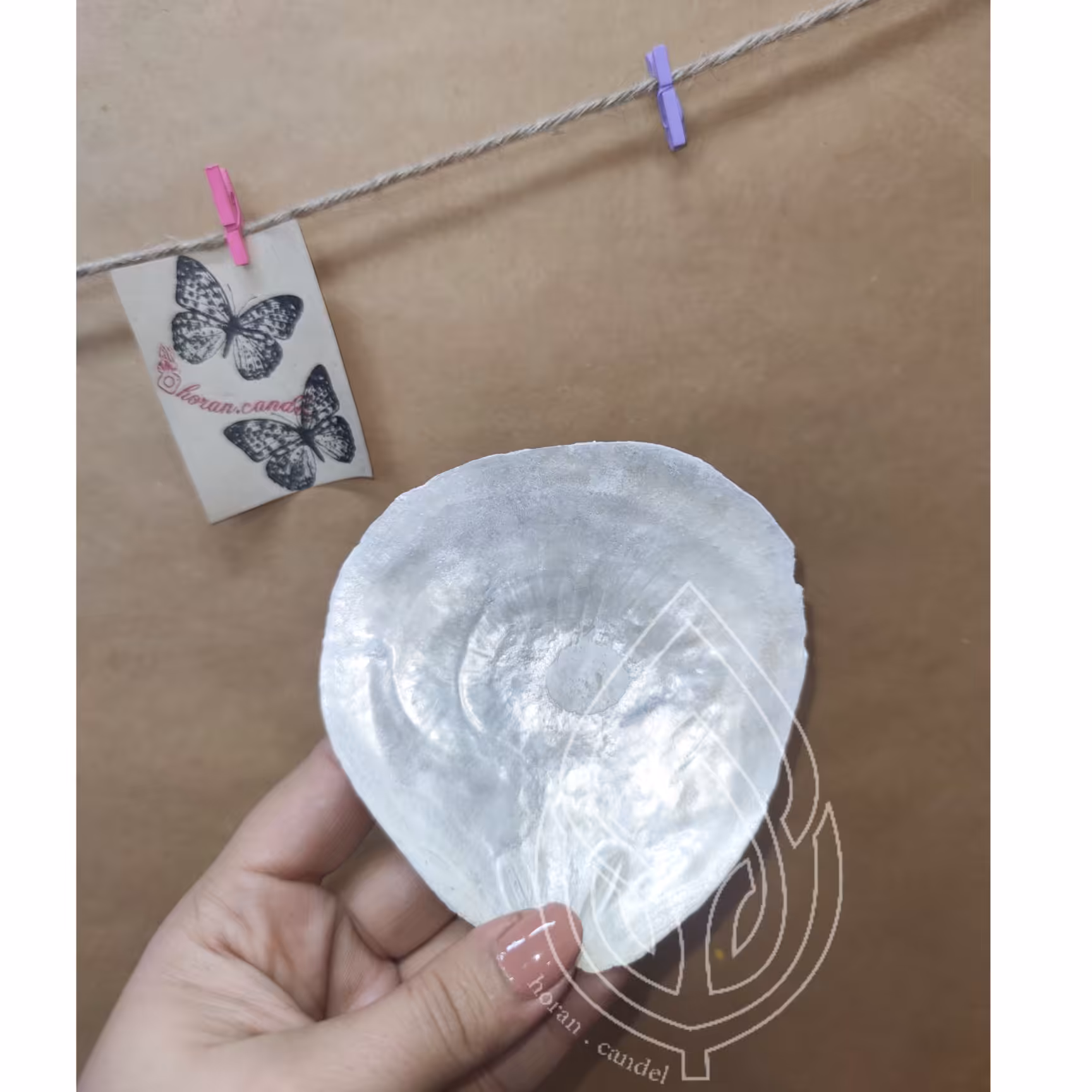 صدف صدف کفه ای صدف دریایی زیر اسماجی دکوری 