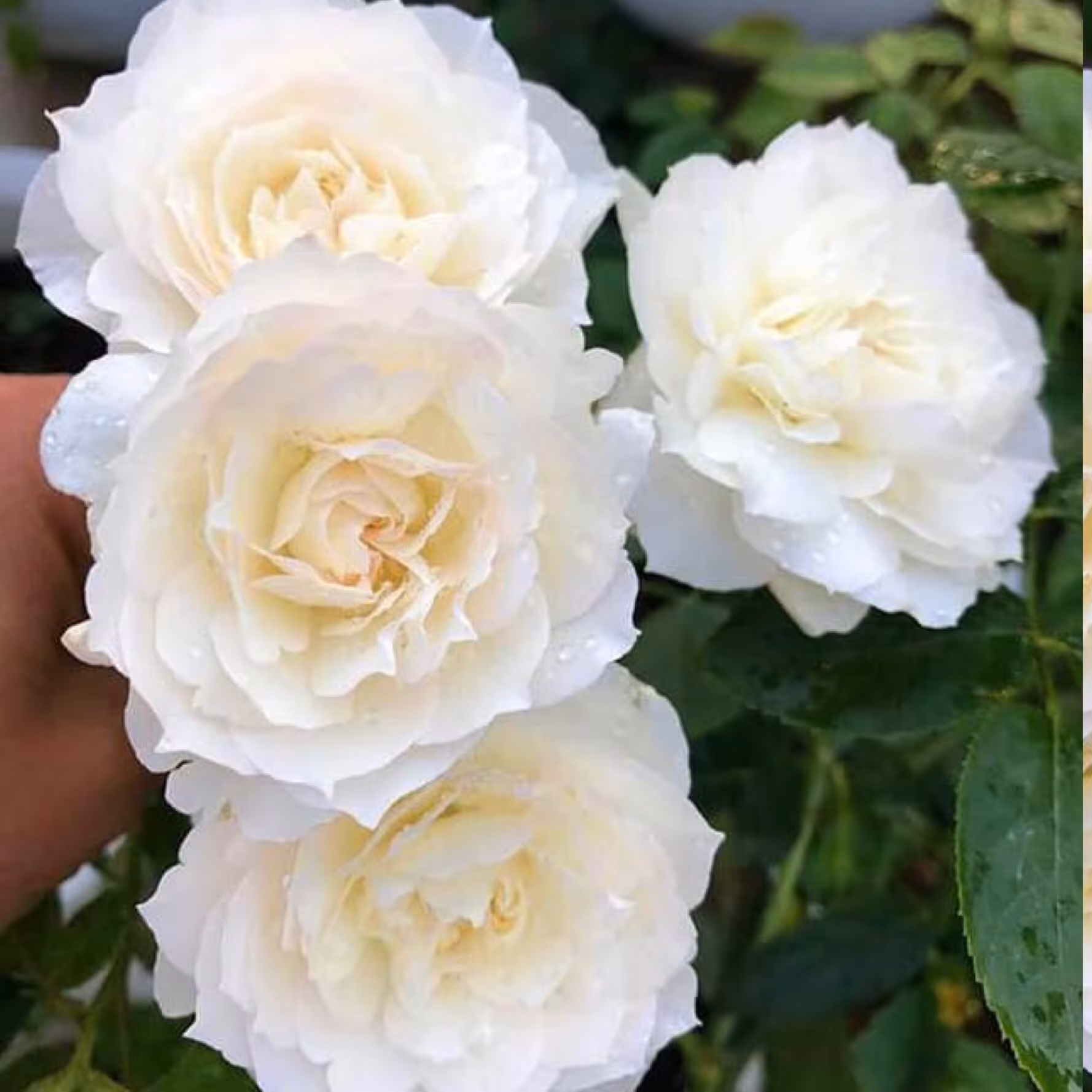 نهال رز رونده سفید