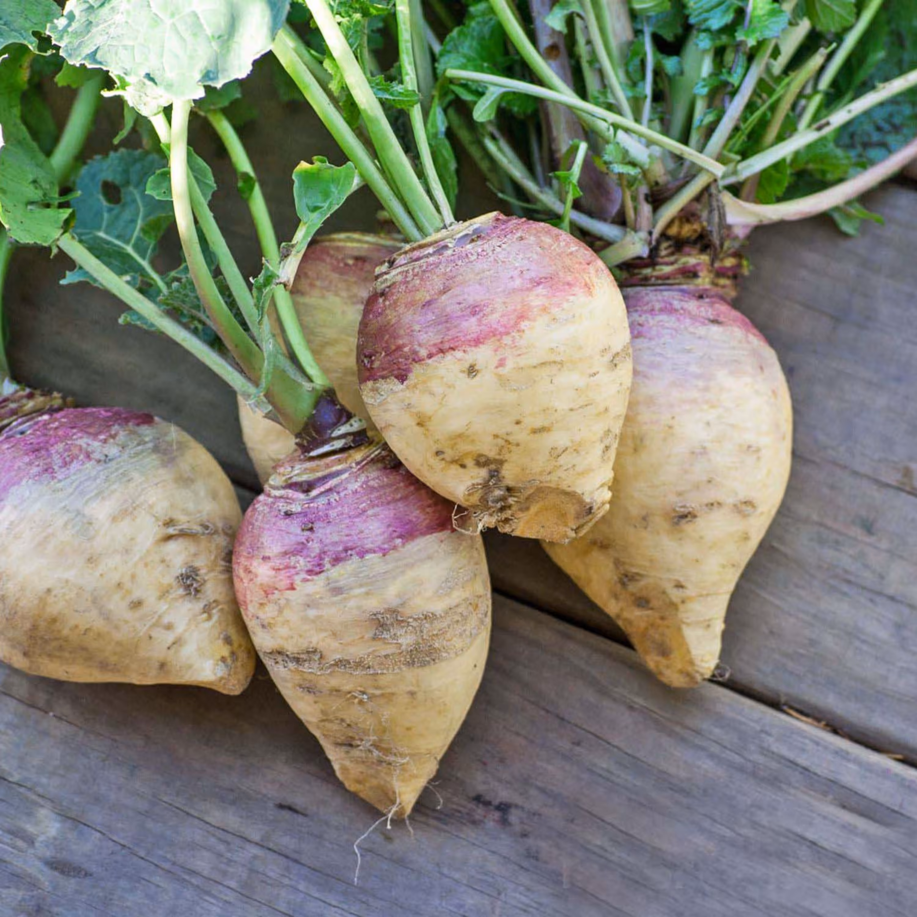 بذر شلغم آمریکایی بنفش 30عددی