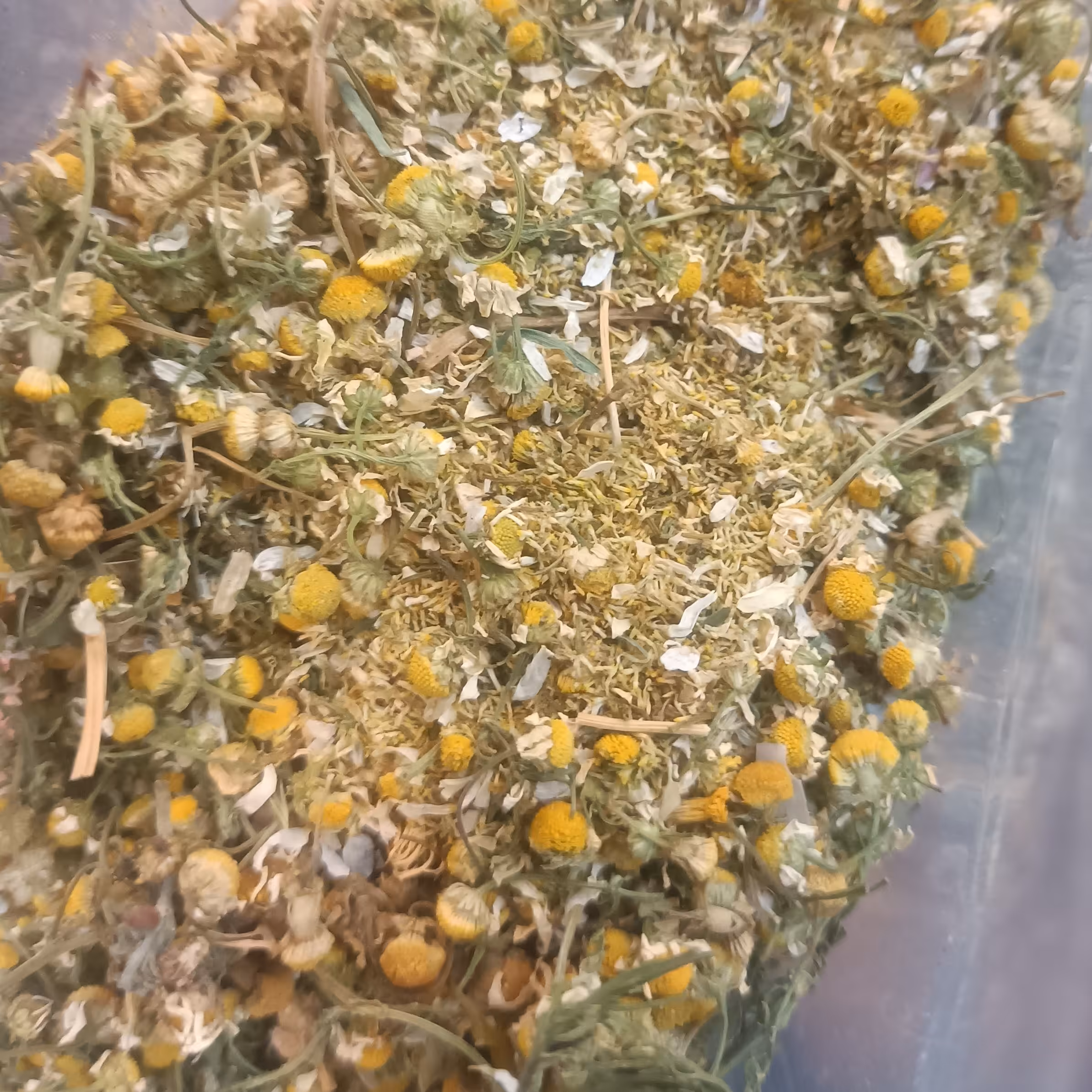 گیاه بابونه مرغوب