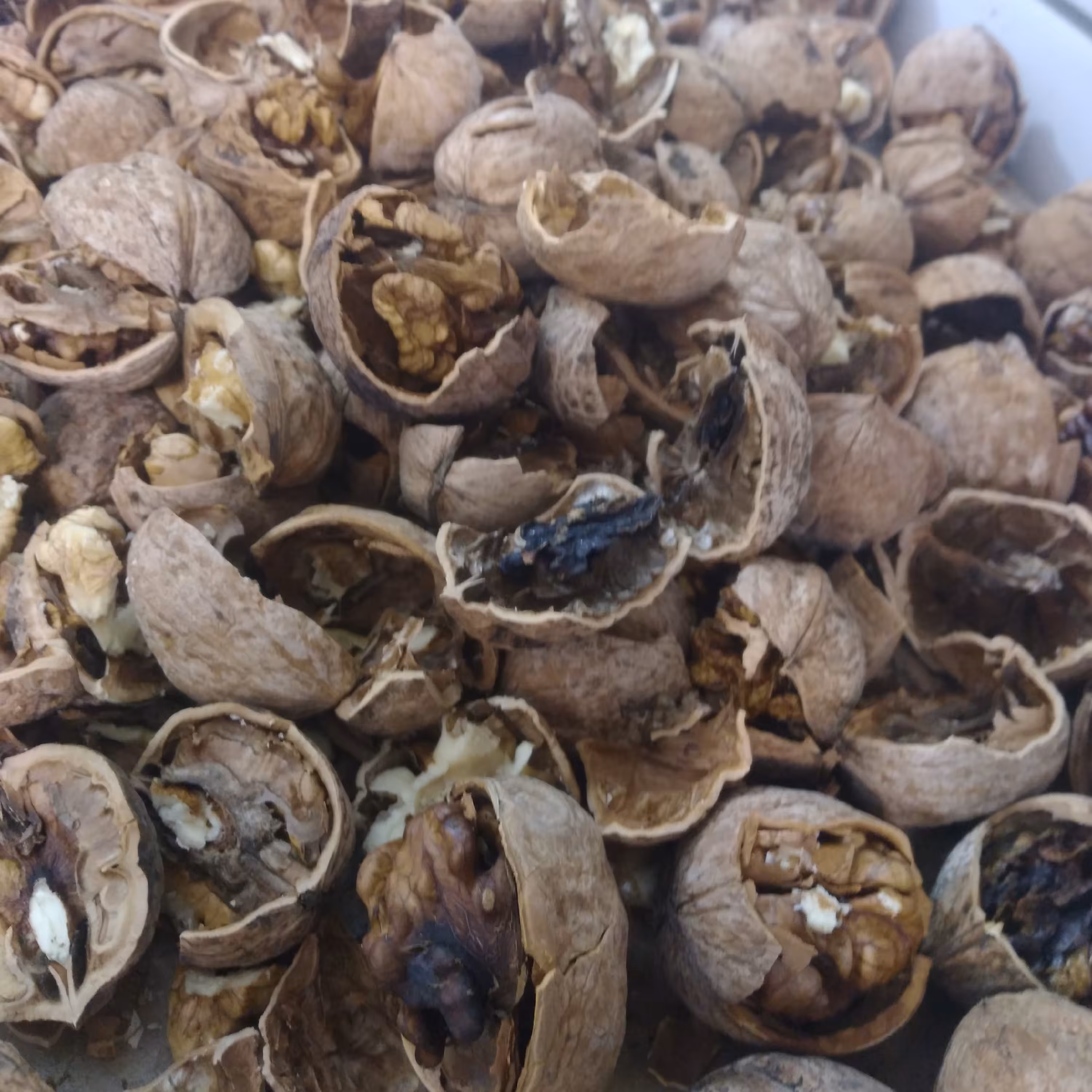 گردو درجه دو امسال با 30درصد مغز سفید و 70درصد خرمایی و فسنجونی.......