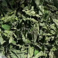 گزنه خشک(100 گرمی )
