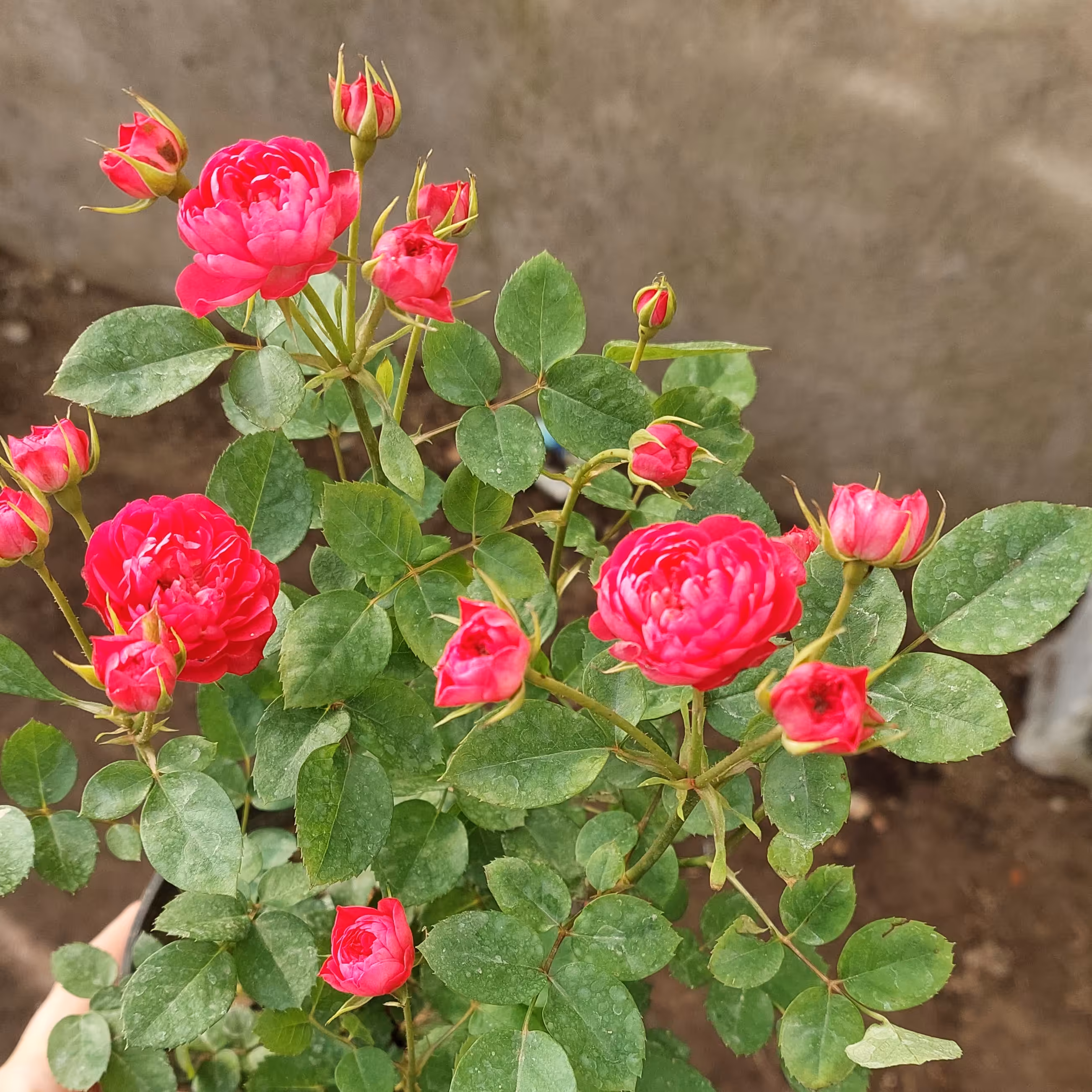 رز ساناز