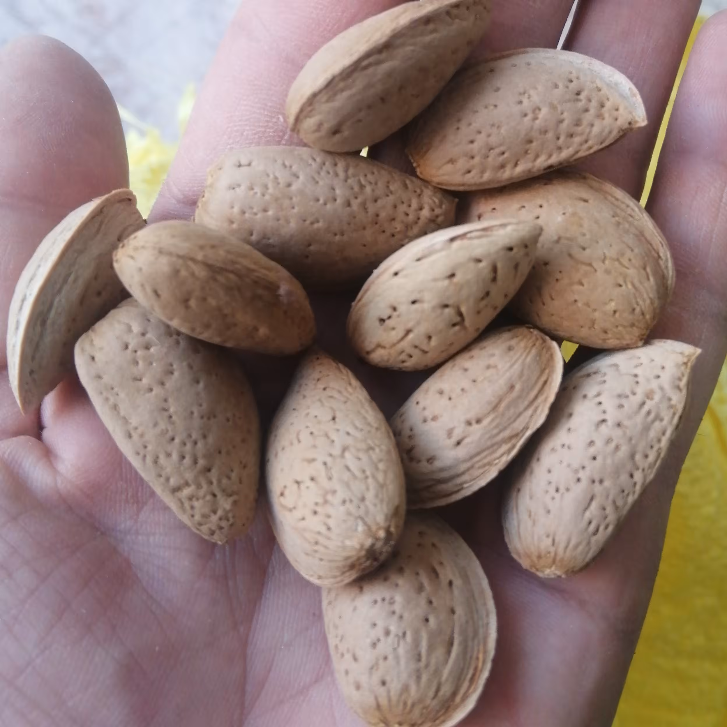 بادام سنگی صد درصد خالص و طبیعی