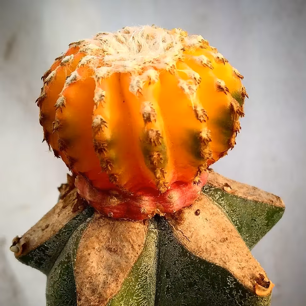 کاکتوس دیسکو ابلق رنگین کمانی 