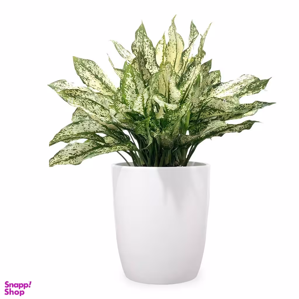 گلدان آگلونما ابلق بزرگ‌