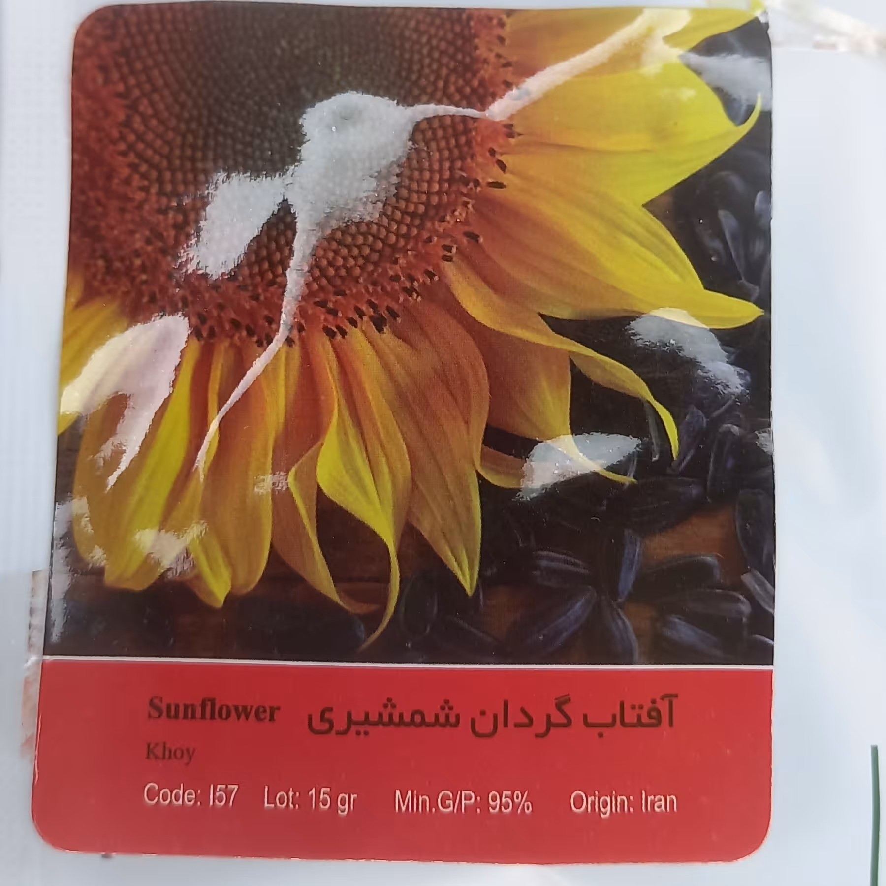 بذر تخمه آفتابگردان شمشیری