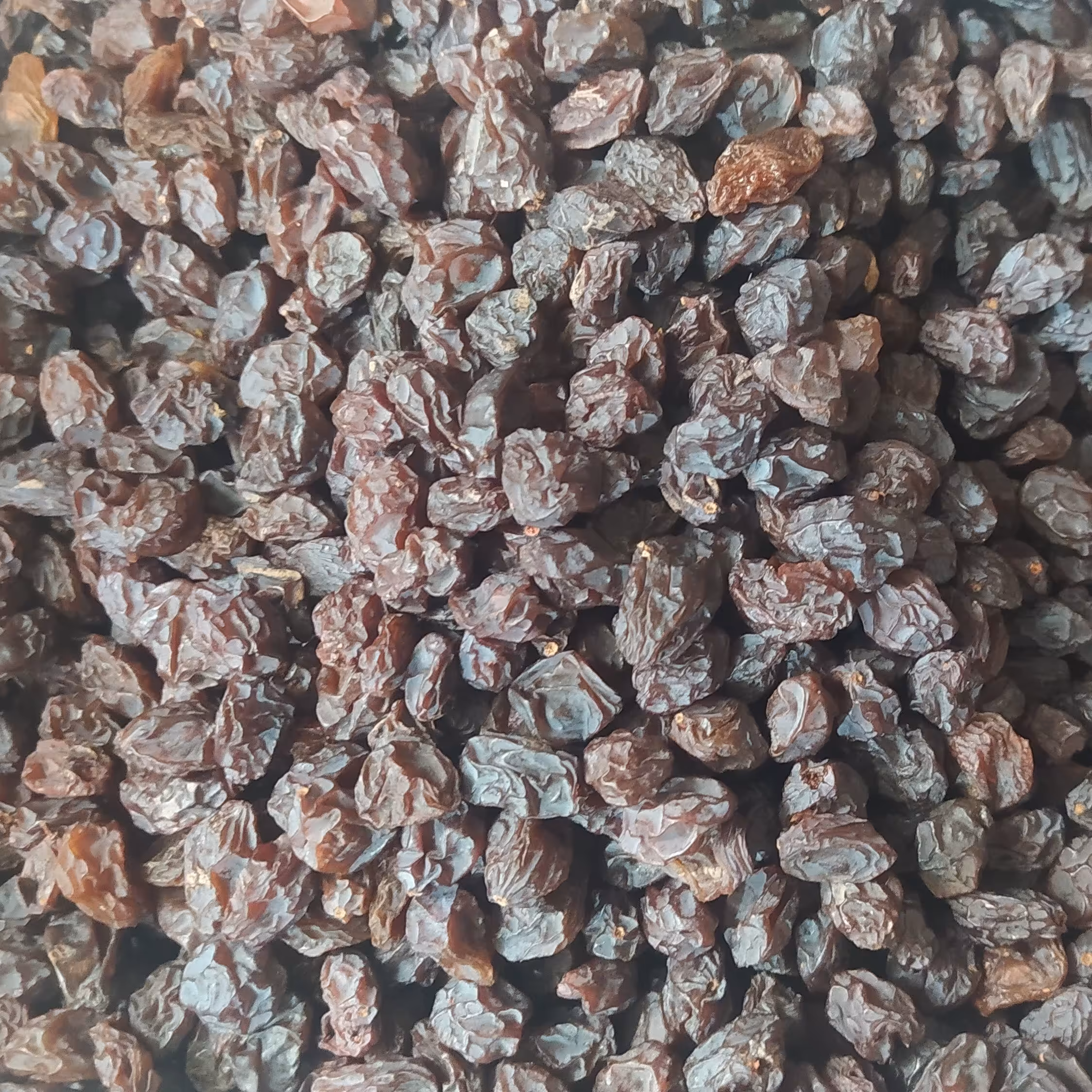 مویز گوشتی هسته دار آفتاب خشک دیم پاک شده امسالی اعلا یک کیلو و نیمی