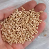 گندم کرمانشاه