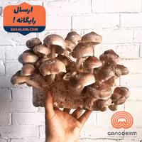 شیتاکه خارجی 500 گرم