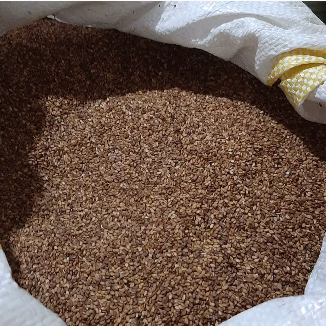 کنجد ایرانی شسته شده